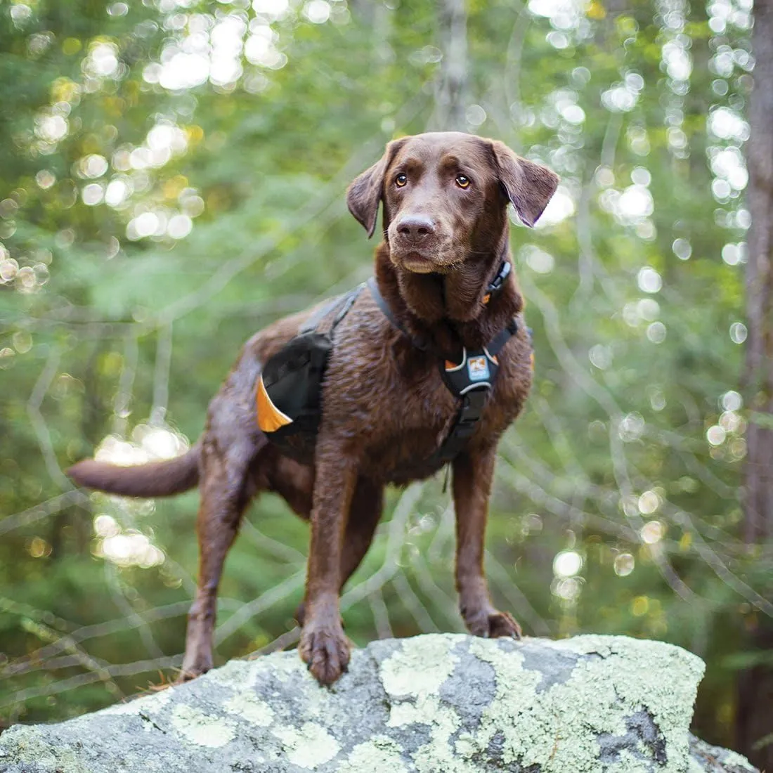 Kurgo Big Baxter Dog Backpack, Dog Saddlebag, Dog Pack, Adjustable Saddlebag for Hiking, Walking, Running, Camping, Black/Orange